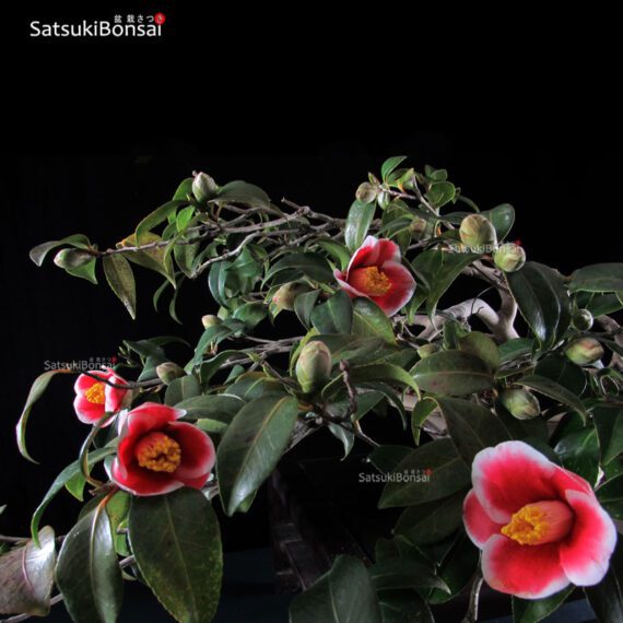 Camellia Japonica var. Tama-no-ura VENDUTO - immagine 6