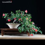 Camellia Japonica var. Tama-no-ura VENDUTO