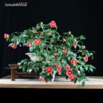 Camellia Japonica var. Tama-no-ura VENDUTO - immagine 2
