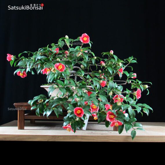 Camellia Japonica var. Tama-no-ura VENDUTO - immagine 2
