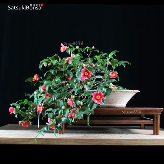 Camellia Japonica var. Tama-no-ura VENDUTO - immagine 3