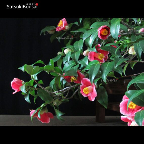 Camellia Japonica var. Tama-no-ura VENDUTO - immagine 4
