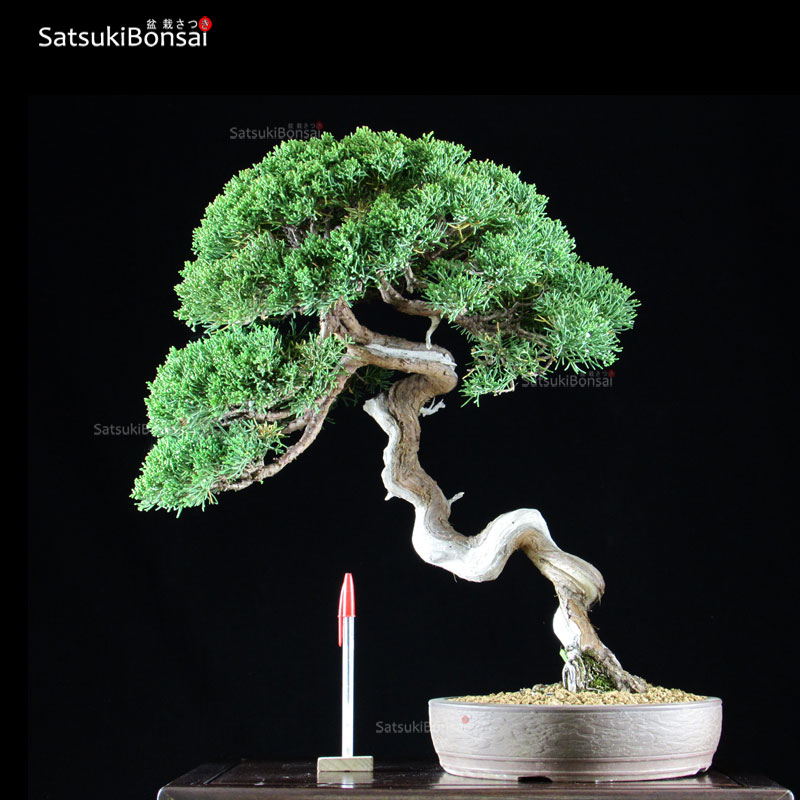 0326_6.jpg Ginepro Var. ITOIGAWA VENDUTO - immagine 1