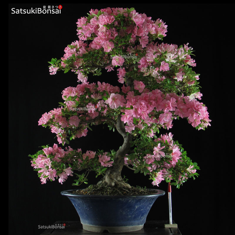 Azalea Satsuki Var. Mihiro VENDUTO