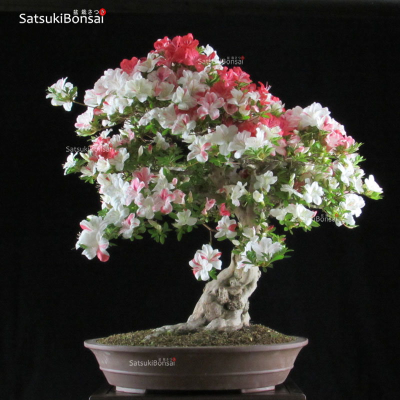 0387_6-Satsuki-Kogetsu.jpg Azalea Satsuki Var. KOGETSU VENDUTO - immagine 1