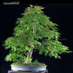 Acero Palmato var. Benichidori VENDUTO - immagine 4