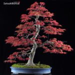 Acero Palmato var. Benichidori VENDUTO - immagine 2