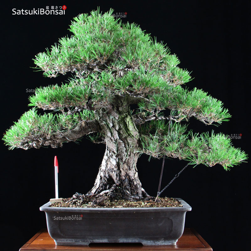 0485_20.jpg Kuromatsu VENDUTO - immagine 1