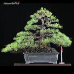 Pino Pentaphilla Goyomatsu  VENDUTO
