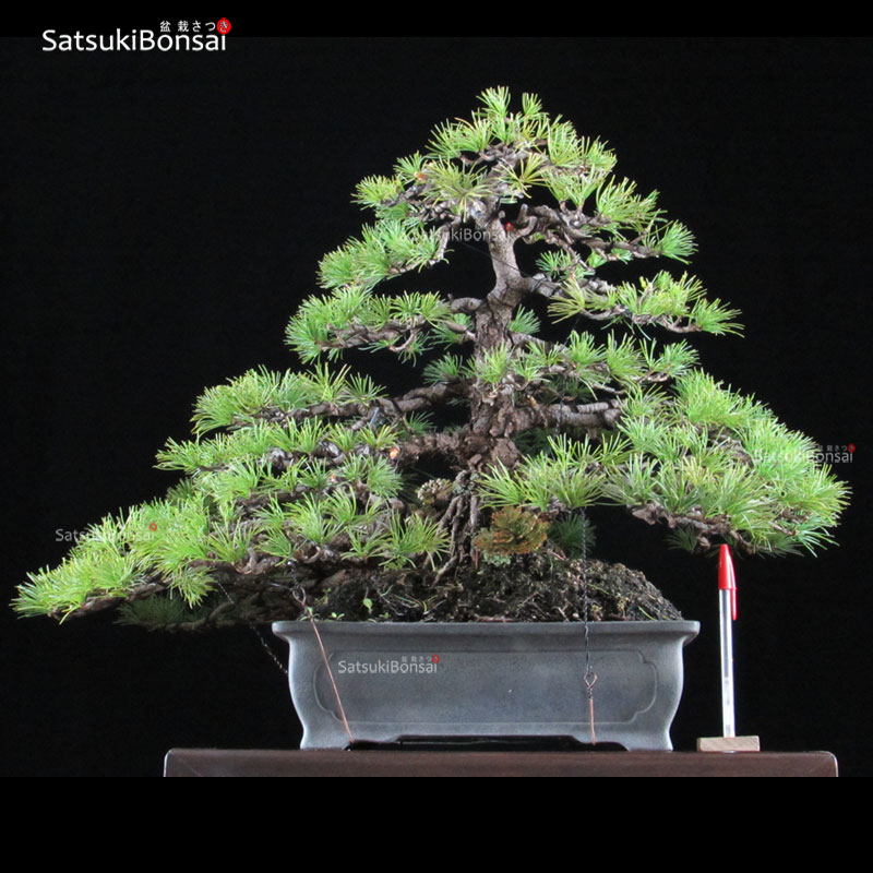 0506_11.jpg Pino Pentaphilla Goyomatsu VENDUTO - immagine 1