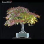 Acero Palmato Arakawa  VENDUTO - immagine 4