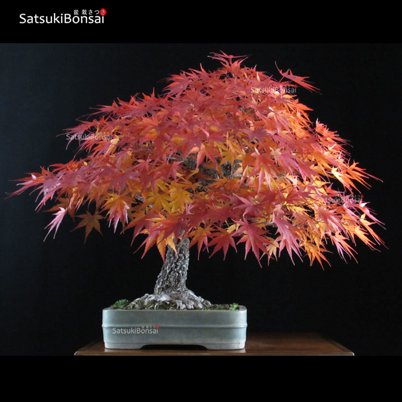 0526_26.jpg Acero Palmato Arakawa VENDUTO - immagine 1