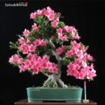 Azalea Satsuki var. CHINZAN  VENDUTO