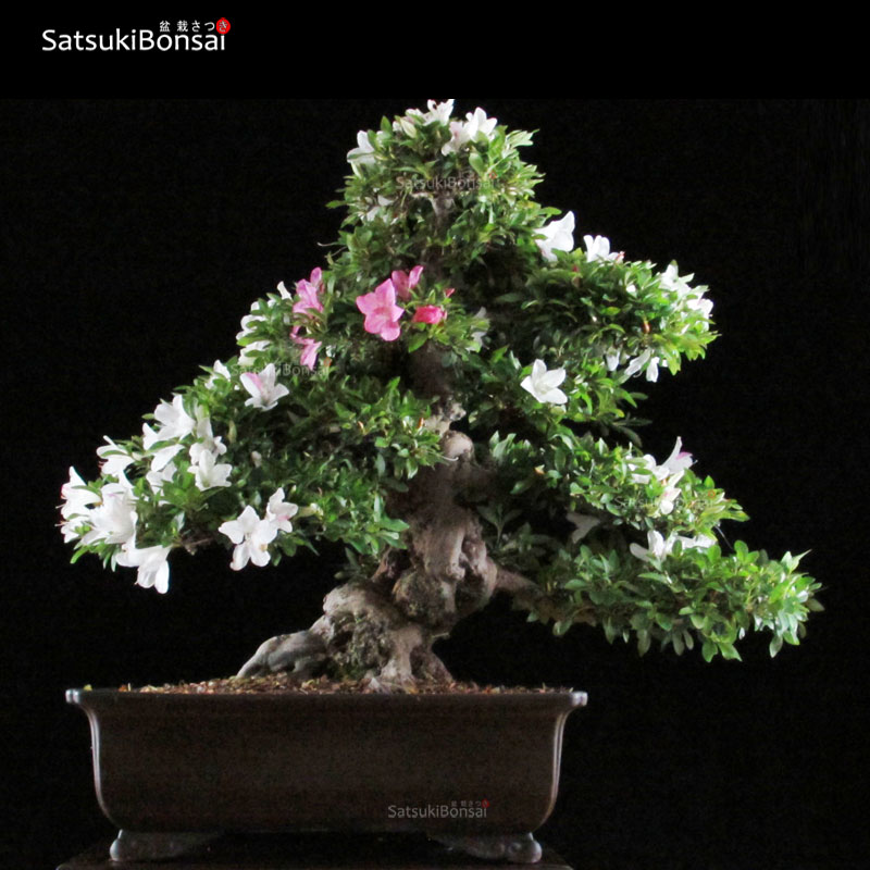Azalea Satsuki var. CHIYO-NO-HIKARI VENDUTO
