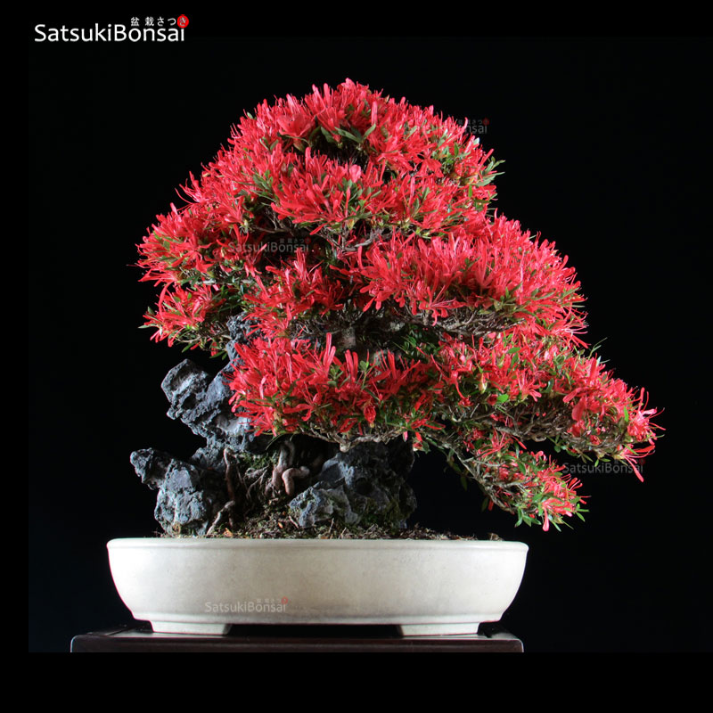 0548_10-satsuki-bonsai-kins.jpg Azalea Satsuki Var. KINSAI VENDUTO - immagine 1