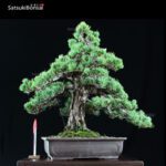 Pino Pentaphilla Goyomatsu VENDUTO