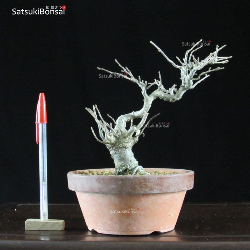 0709_1-Ilex-serrata.jpg Ilex serrata maschio VENDUTO - immagine 1