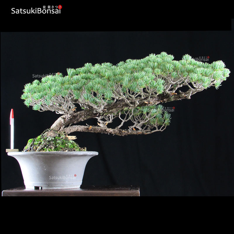 0717_1-Pinus-pentaphilla.jpg Pino Pentaphilla Goyomatsu VENDUTO - immagine 1
