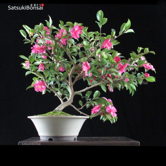 Camellia Japonica VENDUTO - immagine 2