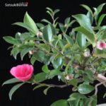 Camellia Japonica VENDUTO - immagine 3