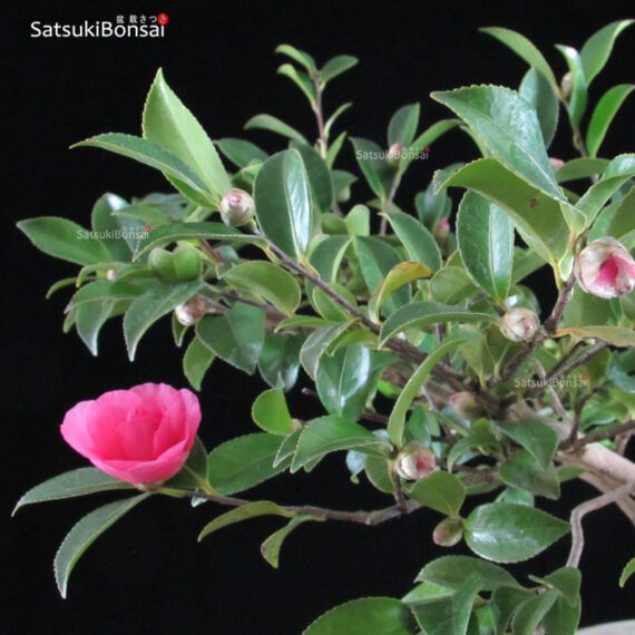 Camellia Japonica VENDUTO - immagine 3
