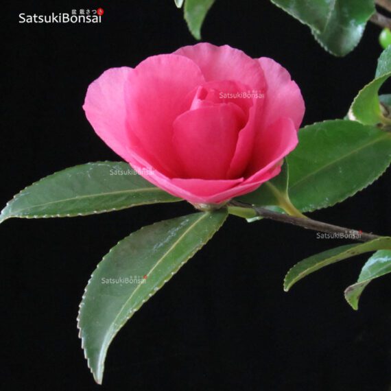 Camellia Japonica VENDUTO - immagine 4