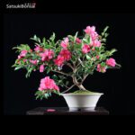 Camellia Japonica VENDUTO
