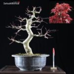 Acero palmato var. Deshojo  VENDUTO - immagine 5