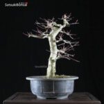 Acero palmato var. Deshojo  VENDUTO - immagine 6