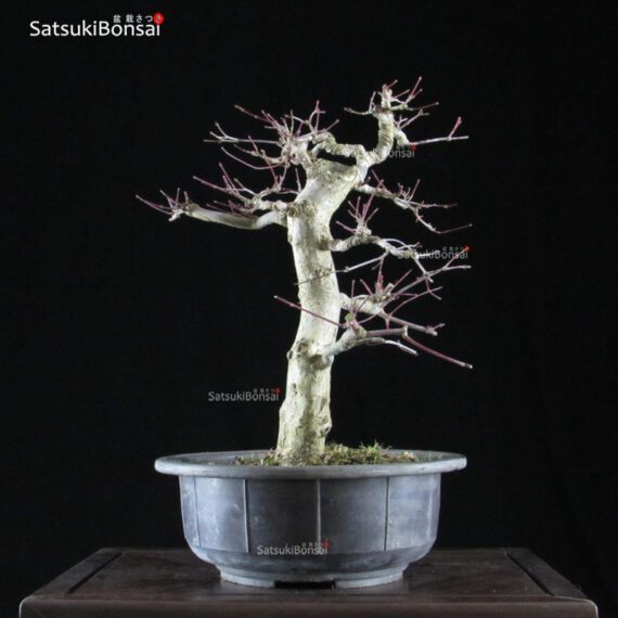 Acero palmato var. Deshojo  VENDUTO - immagine 6