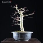 Acero palmato var. Deshojo  VENDUTO - immagine 8