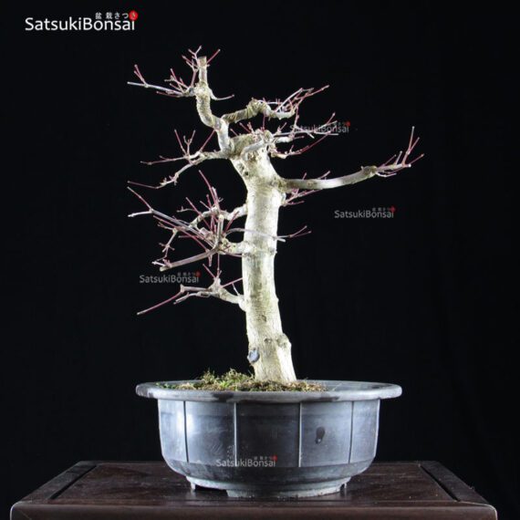 Acero palmato var. Deshojo  VENDUTO - immagine 8