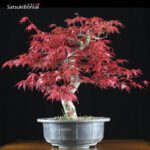 Acero palmato var. Deshojo  VENDUTO