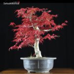 Acero palmato var. Deshojo  VENDUTO - immagine 2