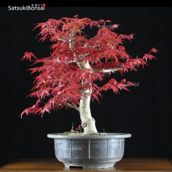 Acero palmato var. Deshojo  VENDUTO - immagine 2