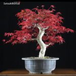 Acero palmato var. Deshojo  VENDUTO - immagine 3