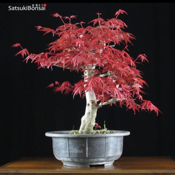 Acero palmato var. Deshojo  VENDUTO - immagine 4