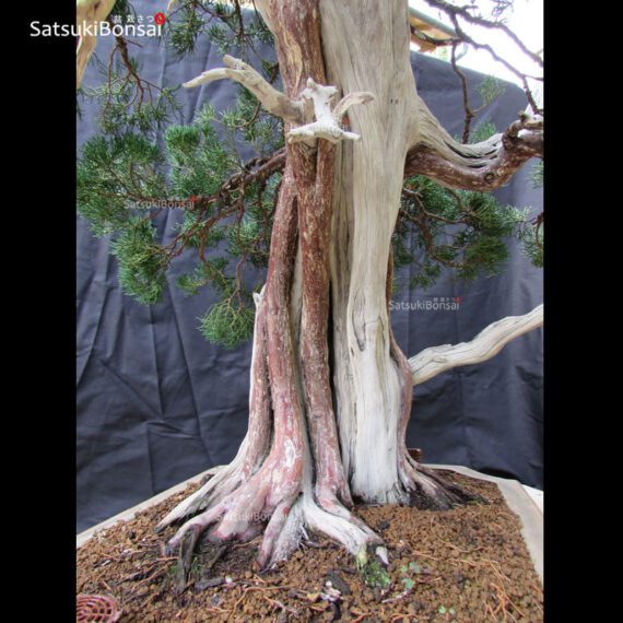 Juniperus Chinensis VENDUTO - immagine 13