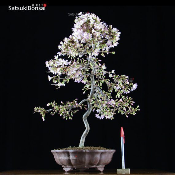 Fuji Sakura Ciliegio da fiore VENDUTO - immagine 2