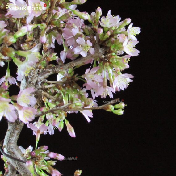 Fuji Sakura Ciliegio da fiore VENDUTO - immagine 6