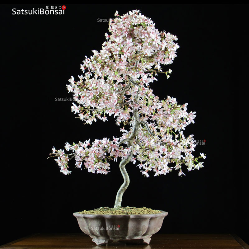 0802_6-Fuji-Sakura-ciliegio.jpg Fuji Sakura Ciliegio da fiore VENDUTO - immagine 1