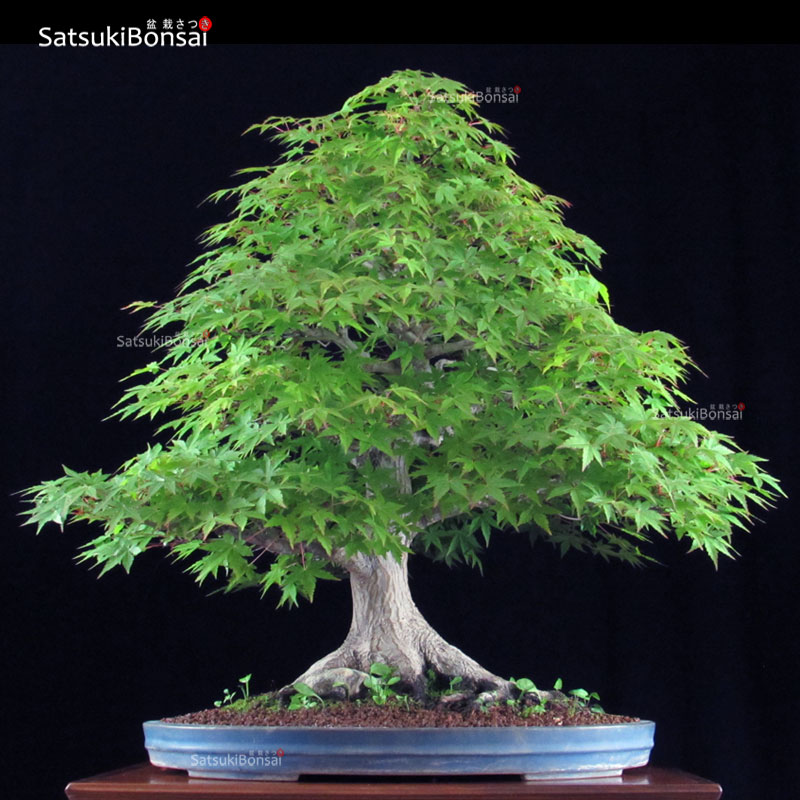 0803_14-Acer-palmatum-Yamam.jpg Acero Palmato Yamamomiji VENDUTO - immagine 1