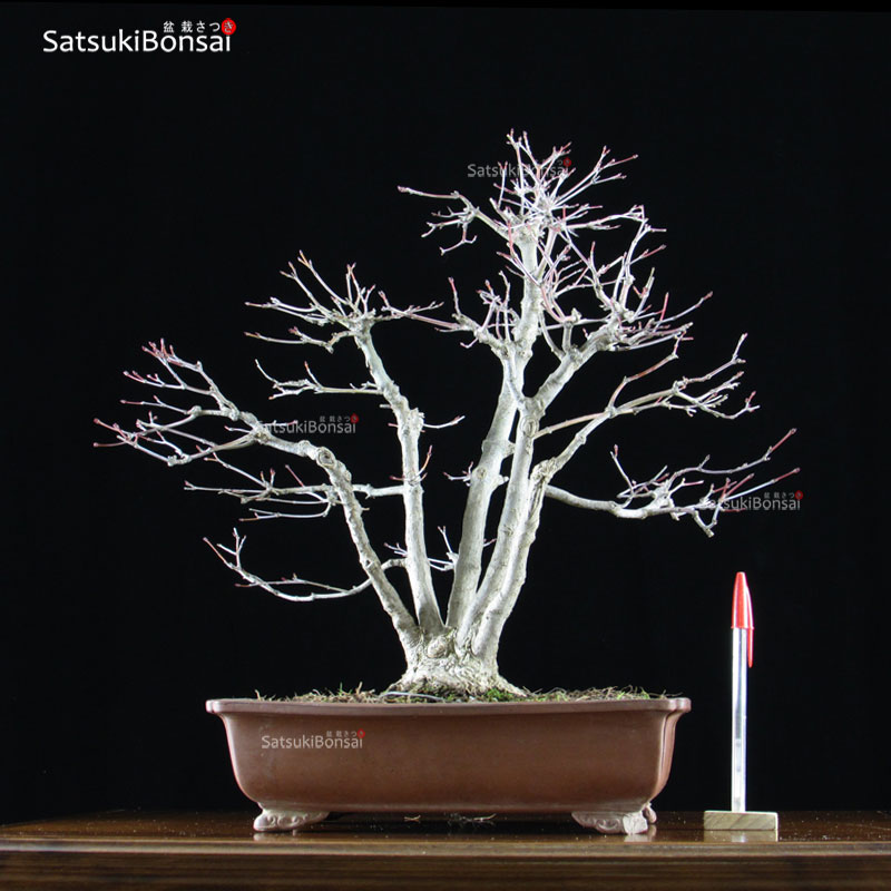 0805_1-Acer-palmatum-Kabuda.jpg Acero Palmato Yamamomiji VENDUTO - immagine 1