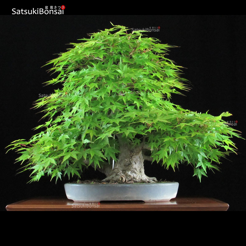 0807_16-Acer-palmatum.jpg Acero Palmato Yamamomiji VENDUTO - immagine 1