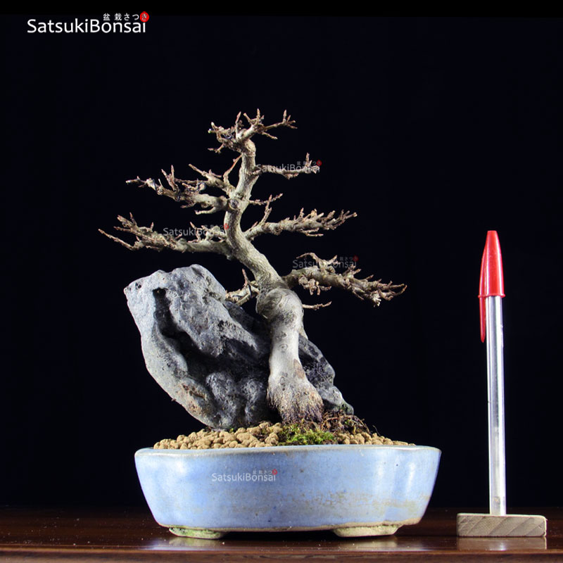 0810_1-Acer-Buergerianum.jpg Acer Buergerianum VENDUTO - immagine 1