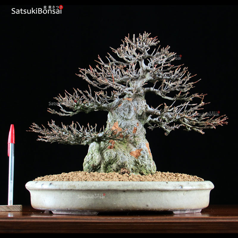 0812_1-Acer-Buergerianum-sh Acer Buergerianum - Kaede VENDUTO - immagine 1