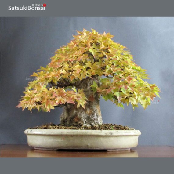 Acer Buergerianum - Kaede VENDUTO - immagine 8