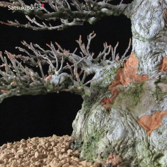Acer Buergerianum - Kaede VENDUTO - immagine 7