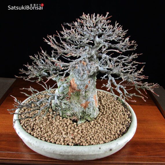 Acer Buergerianum - Kaede VENDUTO - immagine 6