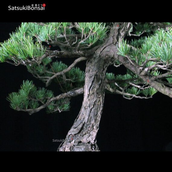 Pino Pentaphilla Goyomatsu VENDUTO - immagine 5
